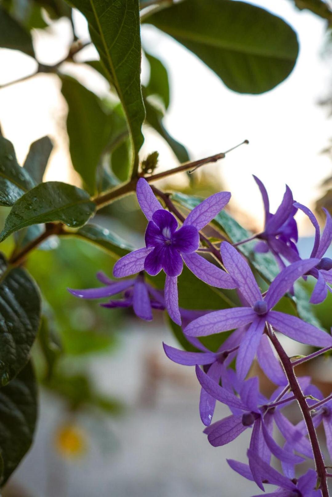 The Garden Ξενοδοχείο Paje Εξωτερικό φωτογραφία
